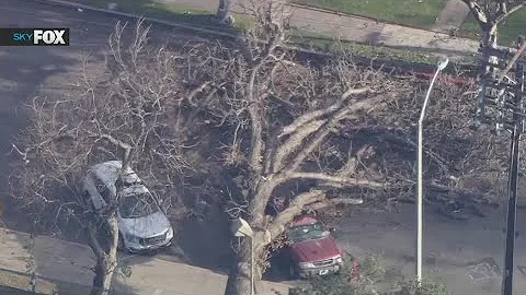 Woman killed after tree falls on car at Anaheim park