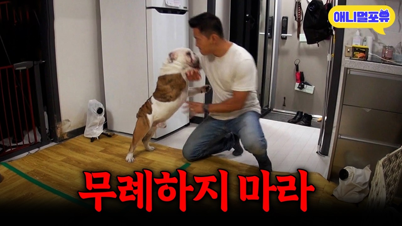 파괴+마운팅+돌격 모든 문제를 다 가진 강아지, 하지만 상대는 강형욱이다..ㅣKBS 개는 훌륭하다 200810 방송