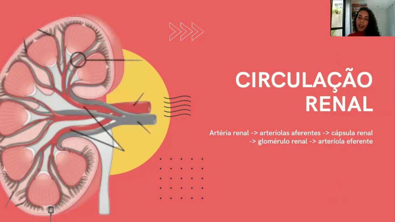 O que o nosso rim faz? Filtração, reabsorção , excreção e secreção ...
