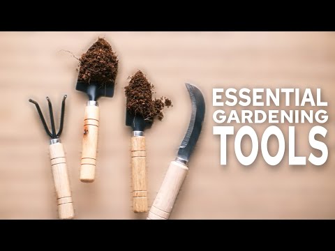 Top 10 Essential
