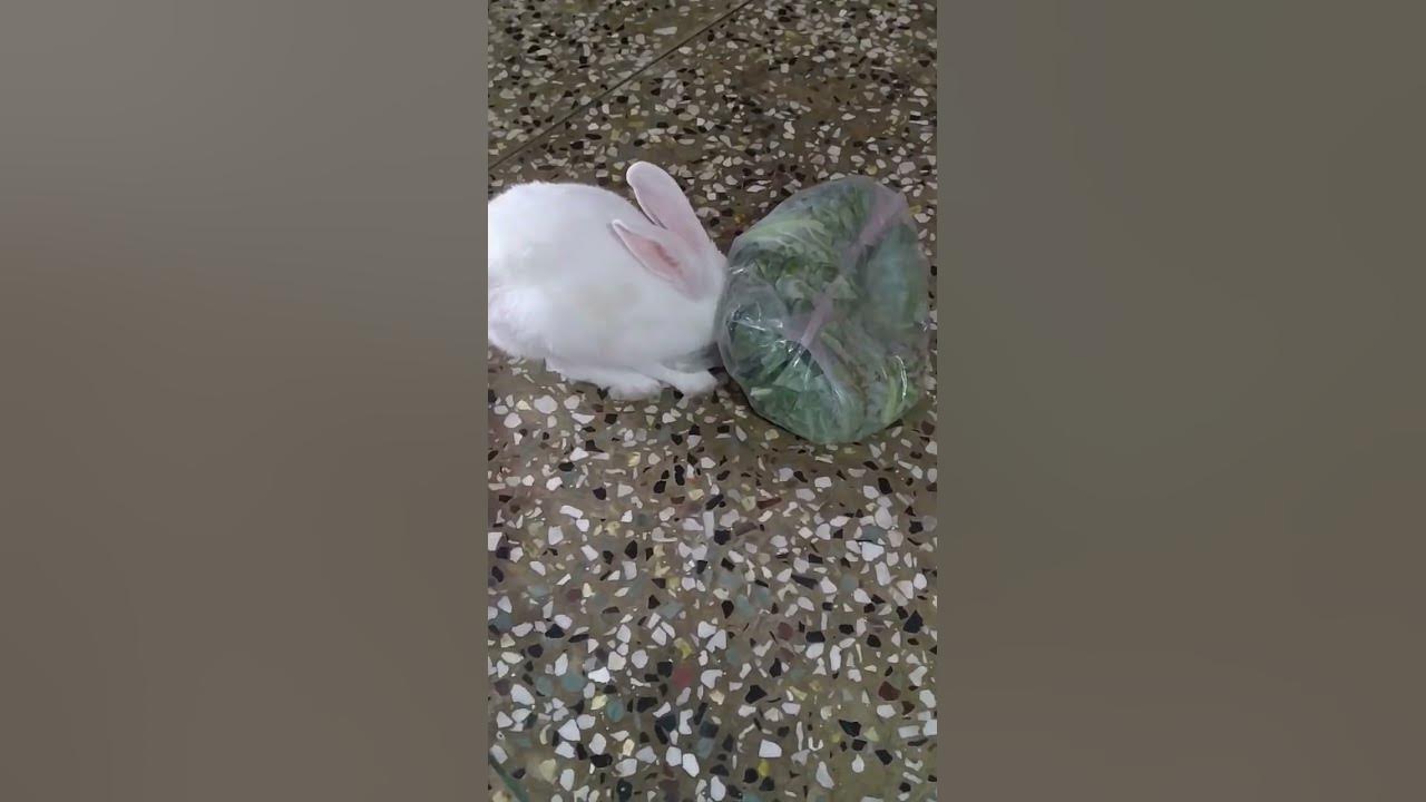 too-early-to-eat-the-rabbit-like-subscribe-likeforlikes-rabbit