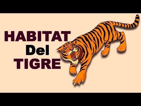 Video: Donde viven los tigres, muchos aún no lo saben