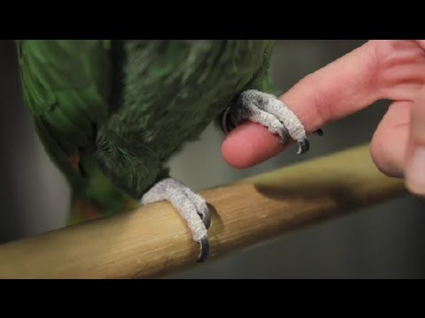 Cockatiel Advice and First Aid 101 - Parrot Care