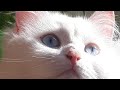 кошка Пушинка. красотка с небесным глазами.