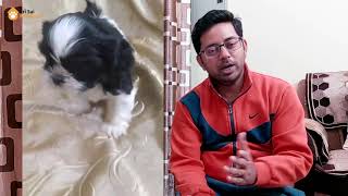 Buy Black & White Shihtzu Dog, Shihtzu in Jalandhar, Ludhiana & Chandigarh pet shop by Sri Sai Pet World 452 views 4 months ago 1 minute, 56 seconds