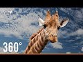 Safari 360° | RedPanda