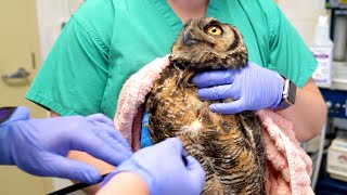 Student Opportunities at the Janet L. Swanson Wildlife Hospital - #CornellVet
