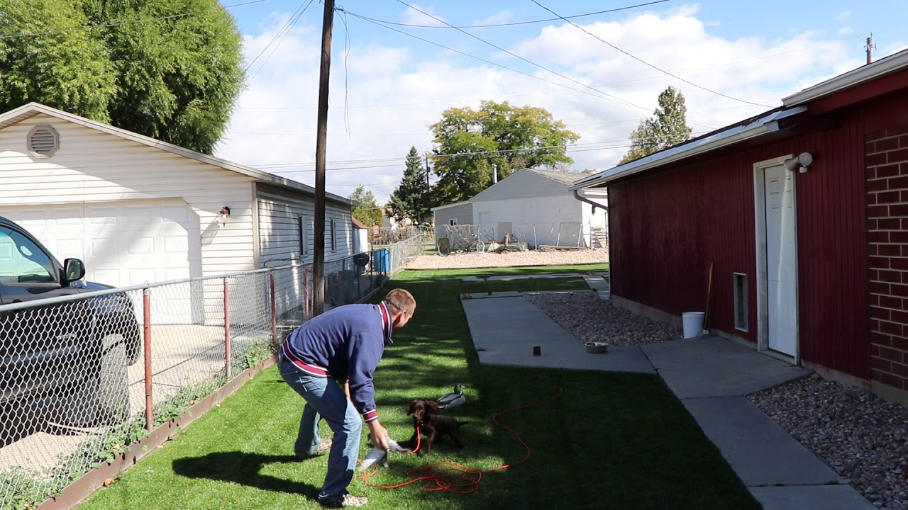TUTU 17 week old Boykin Spaniel first live pigeon