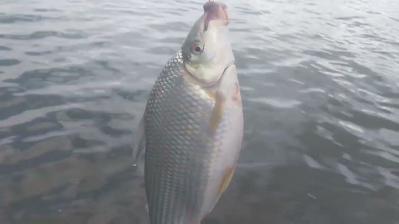 Pescaria top no porto de areia só porquinho gigante 