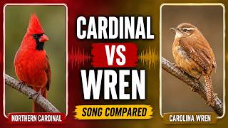 Northern Cardinal vs. Carolina Wren Songs & Calls Compared