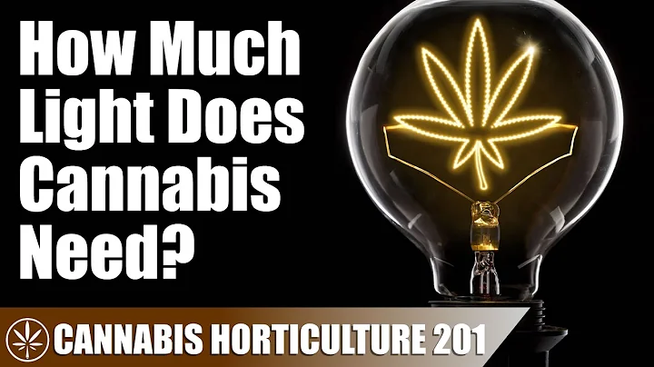 Understanding PAR: How Much Light Cannabis Plants Need