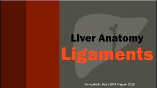 General Ultrasound Liver Anatomy Ligaments Video 29