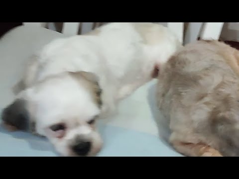 6 signs your dog love's you