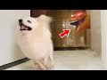 Your dogs scared of bullsh*t- Funniest Dogs 2024 | Pets Island