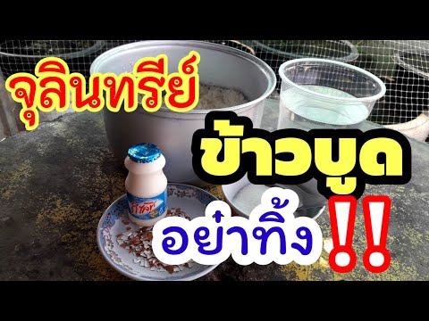 วีดีโอ: วิธีทำแป้งยีสต์ในนมเปรี้ยว