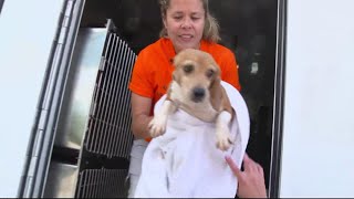 All 4,000 beagles rescued from Virginia facility | Get Uplifted