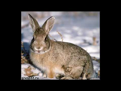 მთაში მოსულა ზამთარი