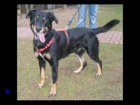Tierheim Bocholt Hunde