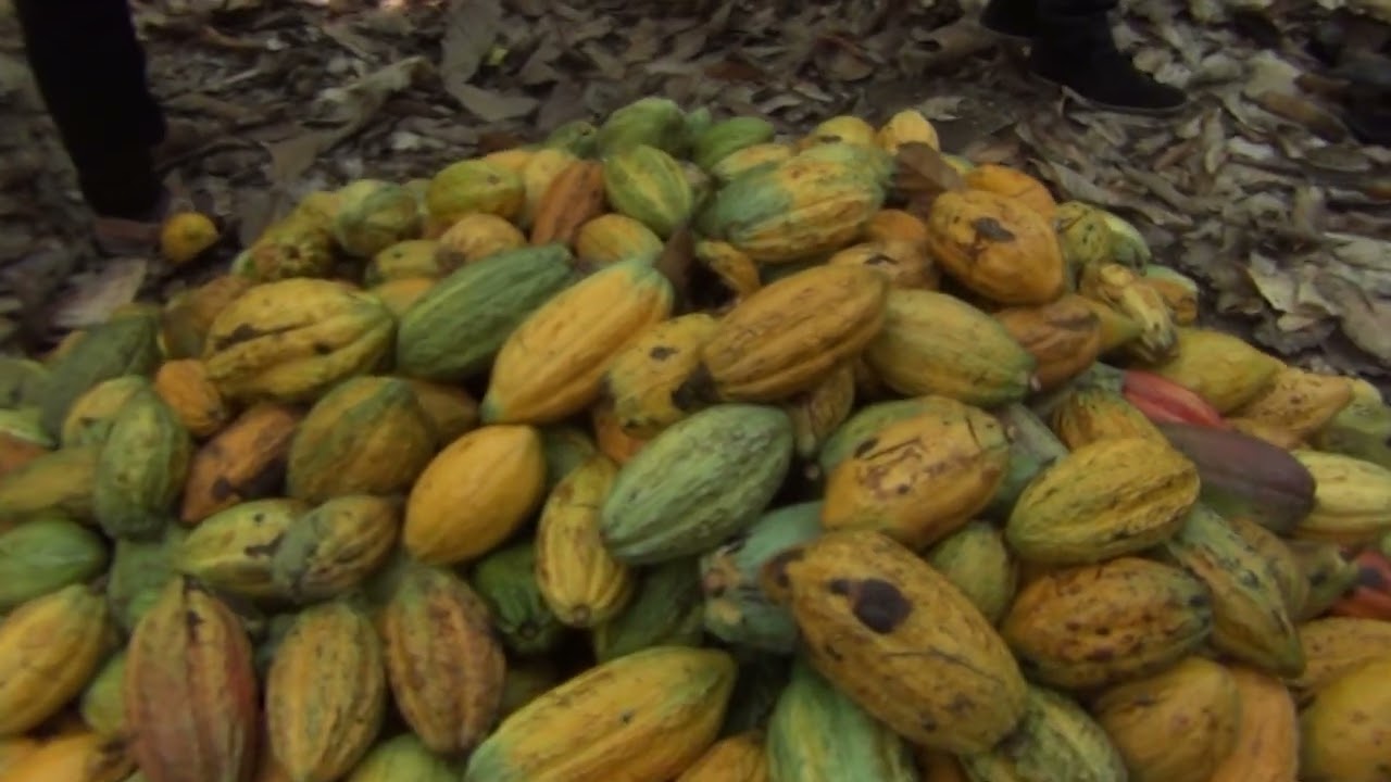 Cocoa farmers receive relief as buying centres reopen nationwide 🍫🇬🇭PBC