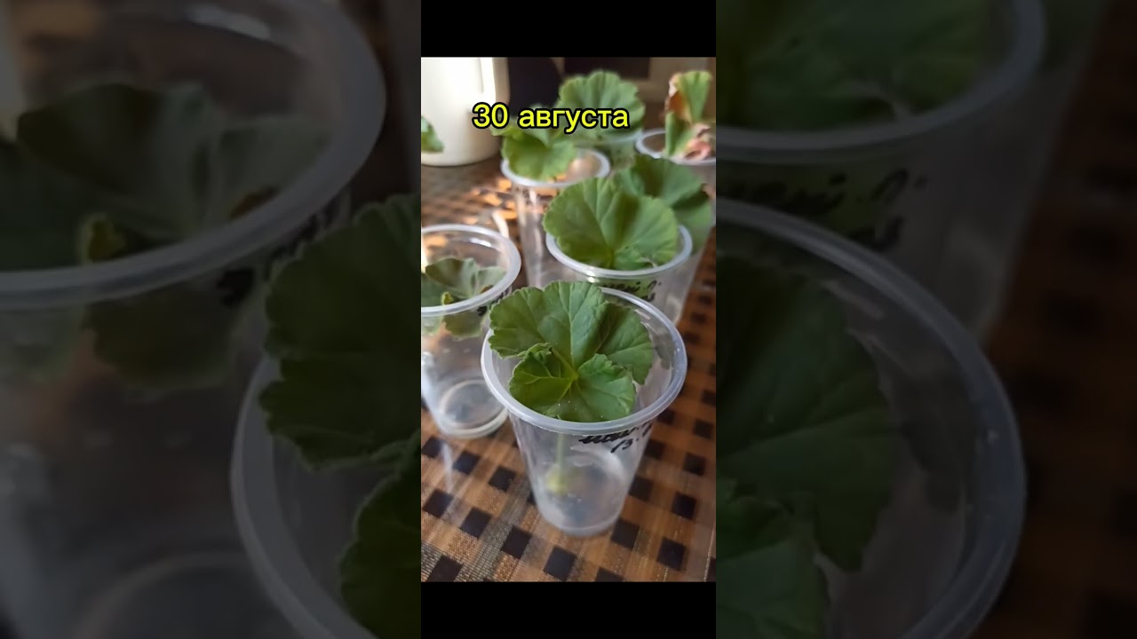 1 часть. Укоренение пеларгонии листочком.  Любите экспериментировать, тогда этот метод ук. для Вас .