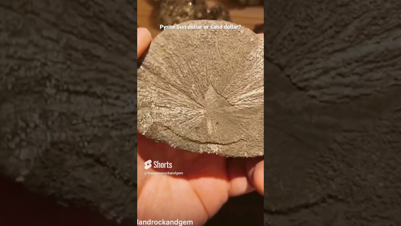 Is it a sand dollar? Or something else? 