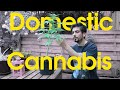 Cabbanis Guide to Home Cultivation || Domesticated Cannabis with Automatic Seeds How to Grow Organic