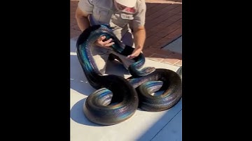 the all black, rainbow, polkadoted python 😍🐍 by the reptile zoo