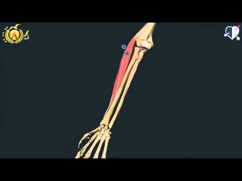 Video: Quale osso nella regione dell'avambraccio si trova sul lato del pollice?