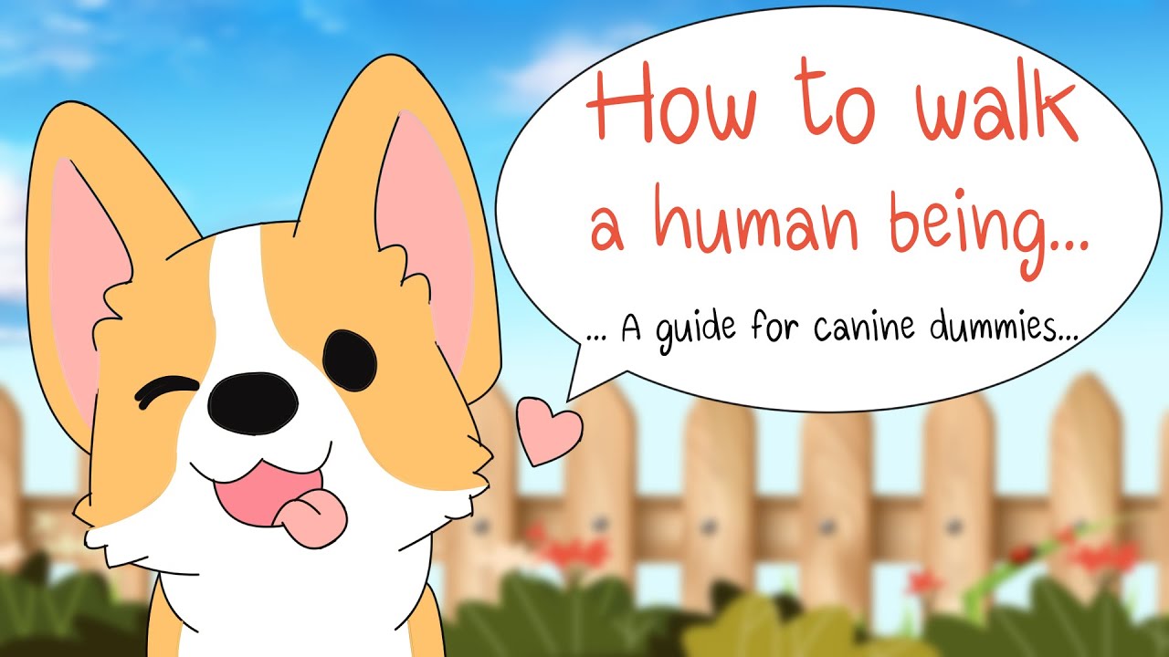 How to Walk Human Being ( A Guide to Canine Dummies) - YouTube