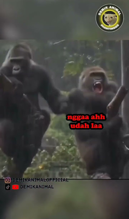GORILA SELINGKUH!!