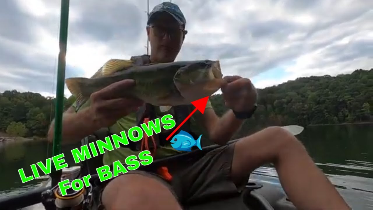 Kayak Fishing /Drop Shot With Live Minnows For Big Bass?