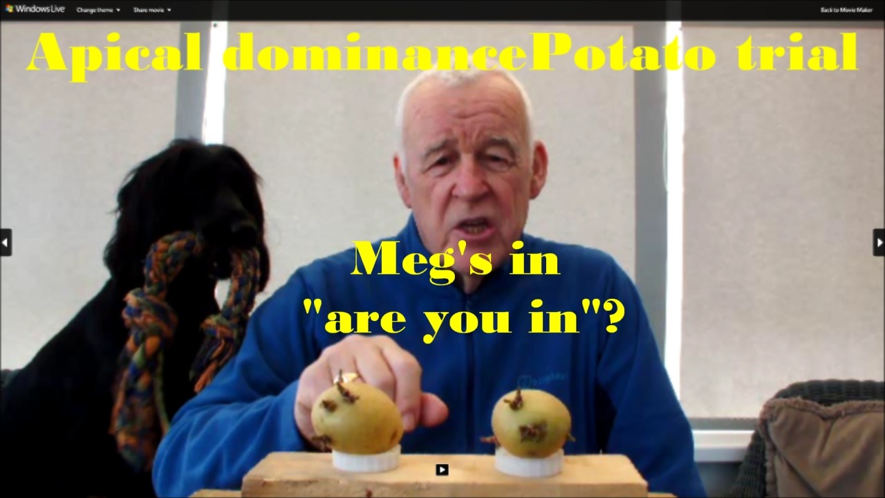 Картофель. Испытание на апикальное доминирование. Возможно, это СЕКРЕТНЫЙ КЛЮЧ. Возможно, это ВОЛ...