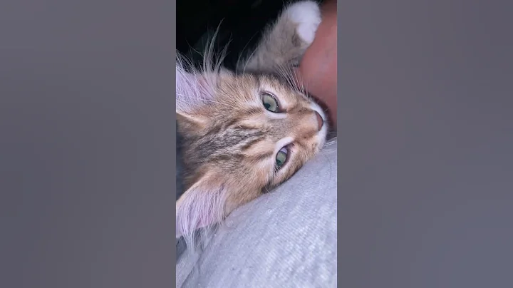 Watch the video about My New Baby Siberian kitten showing me affection. #siberiancat #kitten