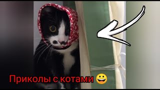 Смешные Коты 2021 🐱😻😂 Лучшие Приколы С Котами И Собаками 😀🐶🐱