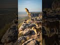 Can the big dog protect the sheep from the wild wolf attack #sheepdog #farmanimals #wildlife