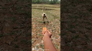 Cute Langur Monkey Takes Food From Hand | Amazing Close-Up Wildlife Moment 🐒!