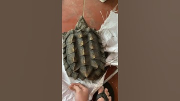 Bóc hộp rùa aligator