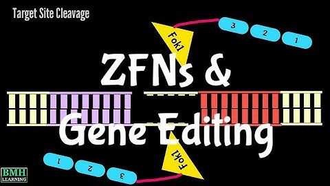ZFNs | Gene Editing Using Zinc Finger Nucleases | ZFN Mediated Gene Editing | Gene Editing Nucleases
