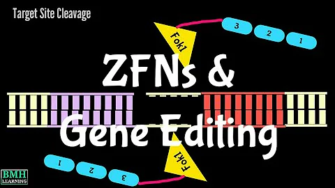 ZFNs | Gene Editing Using Zinc Finger Nucleases | ...