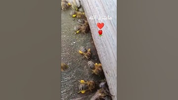 🌹سورة النحل خالد الجليل ❤️ ❤️  🌹سبحان الله العظيم 🌹