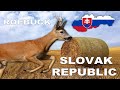 Medal Roebuck hunt in South Slovakia