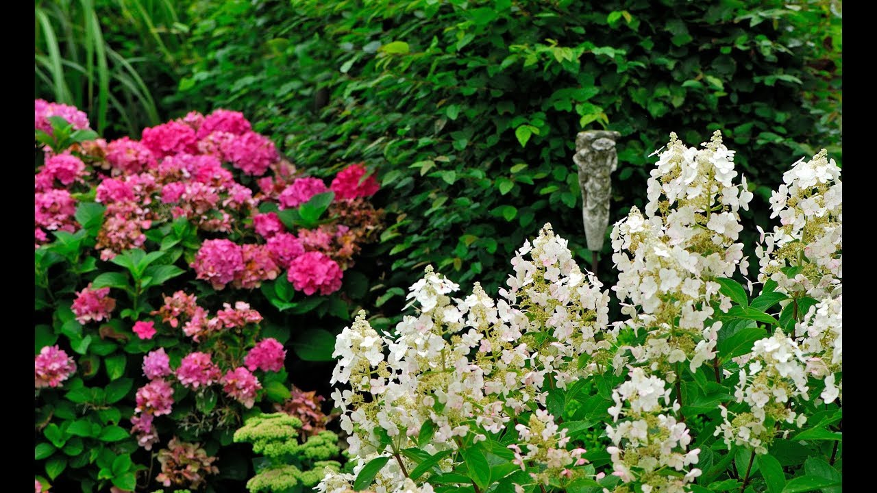 4 variedades de hortensia paniculata - Decogarden - YouTube