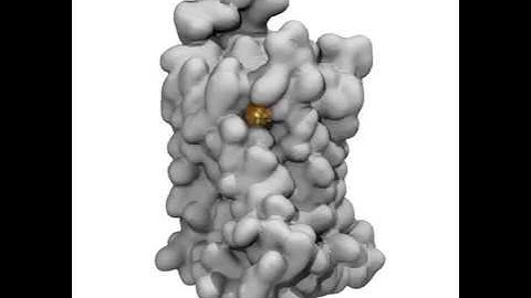 Cholesterol slips into the adenosine A2A receptor