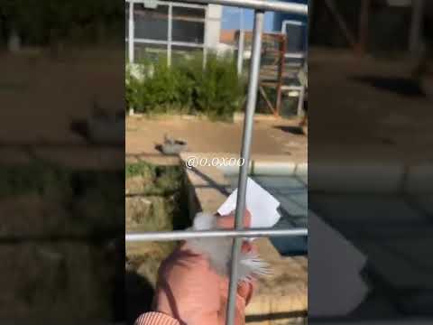 الرجاء عدم التحرش ب الحيوانات انستقرام