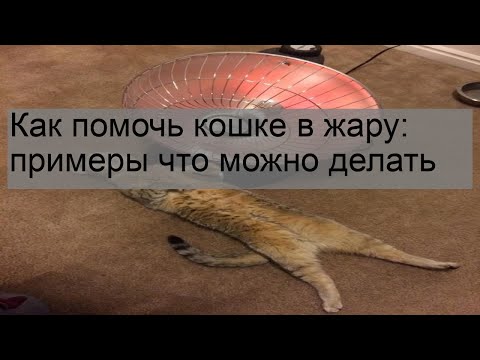 Как помочь кошке в жару: примеры что можно делать