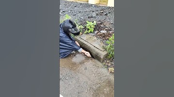 Remove trash full clogging drain rain water  #unclog #culverts #remove #shorts