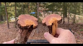 Hidden Fatwood In Pine Galls, Fatwood Bearing Block Demo!