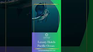 "Experience the allure of the Pacific like never before.