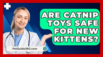 Are Catnip Toys Safe For New Kittens? - PetGuide360.com