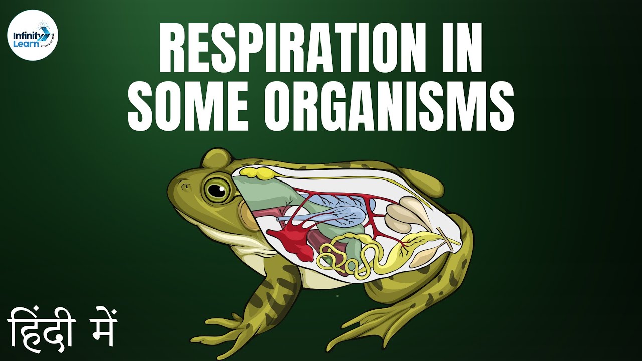 Life Processes Lesson 16 Respiration in other Organisms in Hindi